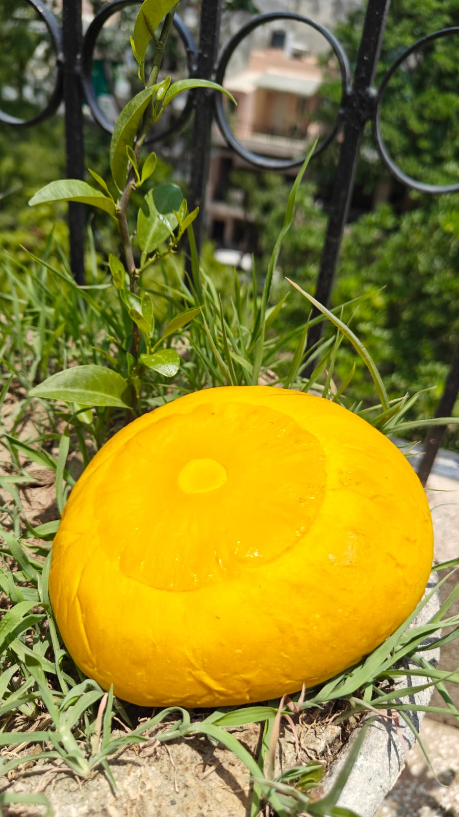 Golden turmeric bun in the garden
